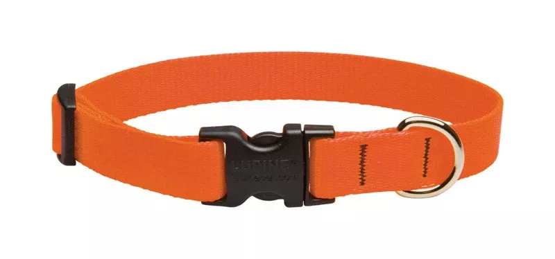 Basic Solids Blaze Orange Nylon Dog Adjustable Collar 9-14 Inches