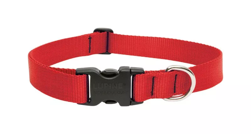 Lupine Pet Basic Solids Red Nylon Adjustable Dog Collar 12-20 Inches