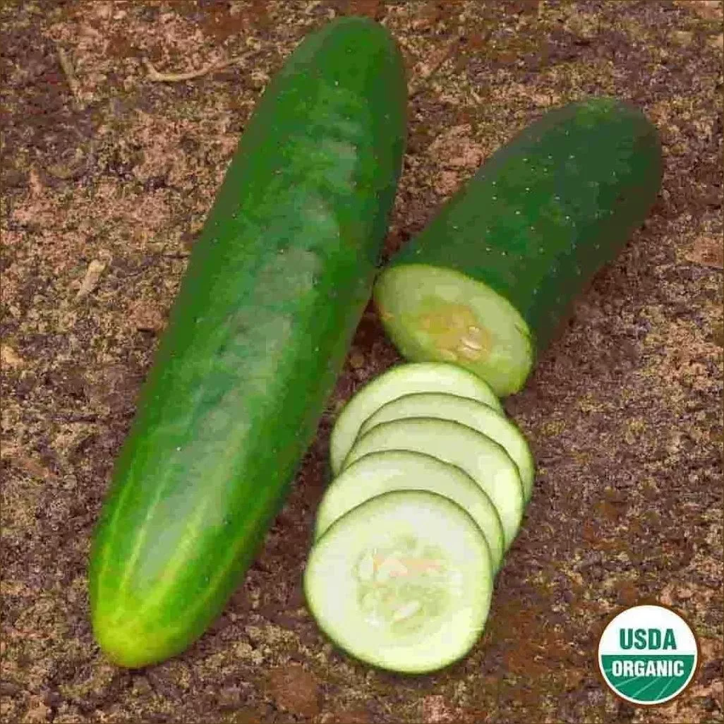 Organic Straight Eight Cucumber Seeds - Perfect For Home Gardens